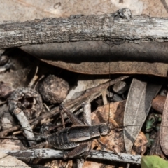 Eurepa marginipennis (Mottled bush cricket) at Black Mountain - 21 Dec 2021 by Roger