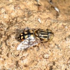 Eristalinus punctulatus (Golden Native Drone Fly) at Woodstock Nature Reserve - 22 Dec 2021 by Roger