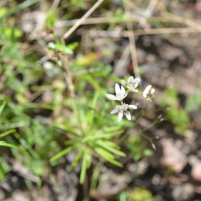 Wurmbea dioica subsp. dioica (Early Nancy) at Kowen, ACT - 29 Oct 2021 by natureguy