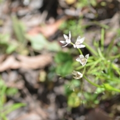 Wurmbea dioica subsp. dioica at Kowen, ACT - 29 Oct 2021 01:45 PM