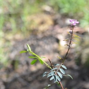 Indigofera australis subsp. australis at Kowen, ACT - 29 Oct 2021