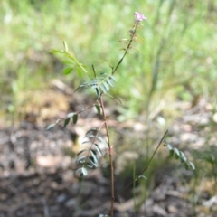 Indigofera australis subsp. australis at Kowen, ACT - 29 Oct 2021