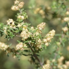 Pomaderris angustifolia (Pomaderris) at Kowen, ACT - 29 Oct 2021 by natureguy