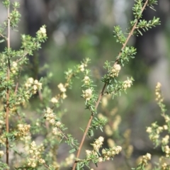 Pomaderris angustifolia at Kowen, ACT - 29 Oct 2021