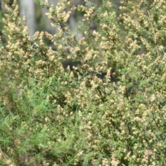 Pomaderris angustifolia at Kowen, ACT - 29 Oct 2021