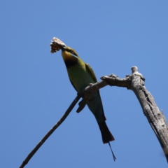 Merops ornatus (Rainbow Bee-eater) at Stromlo, ACT - 21 Dec 2021 by jb2602