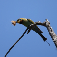 Merops ornatus at Stromlo, ACT - 21 Dec 2021 11:43 AM