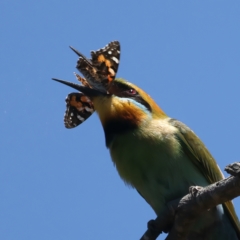 Merops ornatus at Stromlo, ACT - 21 Dec 2021 11:43 AM