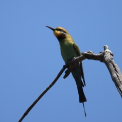 Merops ornatus at Stromlo, ACT - 21 Dec 2021 11:43 AM