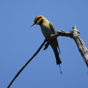 Merops ornatus at Stromlo, ACT - 21 Dec 2021 11:43 AM