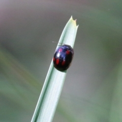 Paropsisterna octosignata (Eucalyptus leaf beetle) at Bournda National Park - 19 Dec 2021 by KylieWaldon