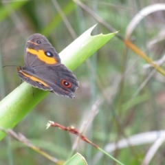 Tisiphone abeona (Varied Sword-grass Brown) at Murramarang National Park - 22 Dec 2021 by Birdy