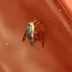 Tabanidae (family) at Bournda, NSW - 19 Dec 2021 by KylieWaldon