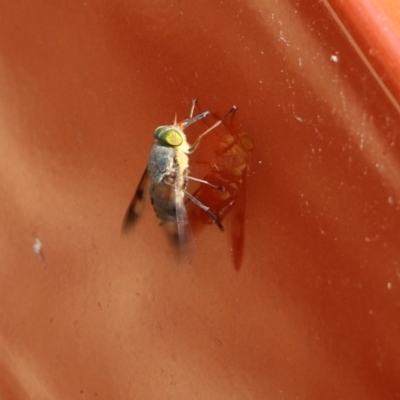 Tabanidae (family) at Bournda National Park - 19 Dec 2021 by KylieWaldon