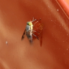 Unidentified March or Horse fly (Tabanidae) (TBC) at Bournda, NSW - 19 Dec 2021 by KylieWaldon