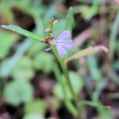 Lobelia anceps (Angled Lobelia) at Bournda Environment Education Centre - 19 Dec 2021 by KylieWaldon