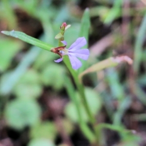 Lobelia anceps at Bournda, NSW - 20 Dec 2021 07:59 AM