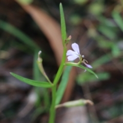 Lobelia anceps at Bournda, NSW - 20 Dec 2021 07:59 AM