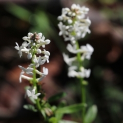 Stackhousia monogyna (Creamy Candles) at Bournda Environment Education Centre - 19 Dec 2021 by KylieWaldon