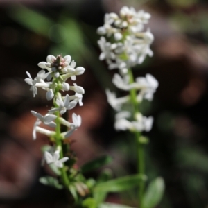 Stackhousia monogyna at Bournda, NSW - 20 Dec 2021