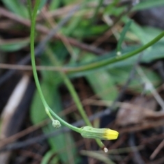 Hypochaeris glabra (Smooth Catsear) at Bournda National Park - 19 Dec 2021 by KylieWaldon