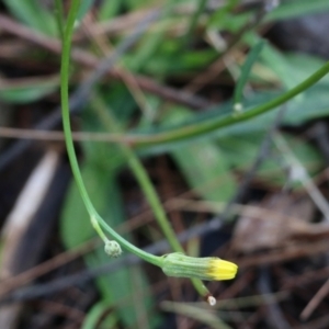 Hypochaeris glabra at Bournda, NSW - 20 Dec 2021