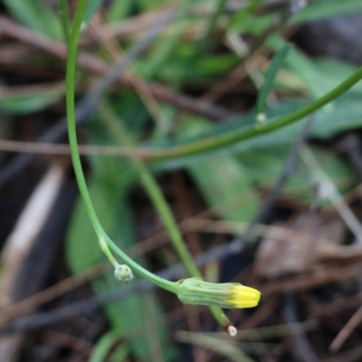 Hypochaeris glabra (Smooth Catsear) at Bournda, NSW - 19 Dec 2021 by KylieWaldon