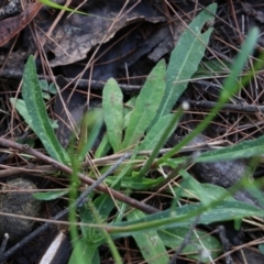 Hypochaeris glabra at Bournda, NSW - 20 Dec 2021