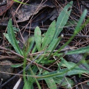 Hypochaeris glabra at Bournda, NSW - 20 Dec 2021