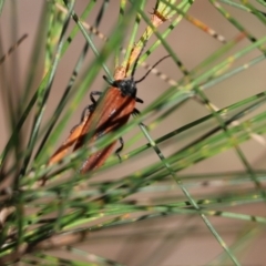 Lycidae sp. (family) (Net-winged beetle) at Bournda, NSW - 19 Dec 2021 by KylieWaldon