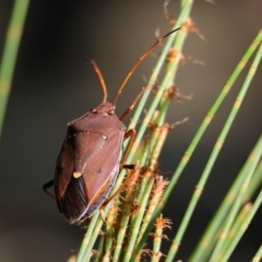 Poecilometis parilis (Two-dots Gum Tree Shield Bug) at Bournda Environment Education Centre - 19 Dec 2021 by KylieWaldon