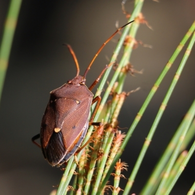 Poecilometis parilis (Two-dots Gum Tree Shield Bug) at Bournda, NSW - 20 Dec 2021 by KylieWaldon