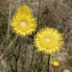 Podolepis jaceoides (Showy Copper-wire Daisy) at Tennent, ACT - 15 Dec 2021 by DPRees125