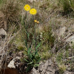 Podolepis jaceoides at Tennent, ACT - 15 Dec 2021