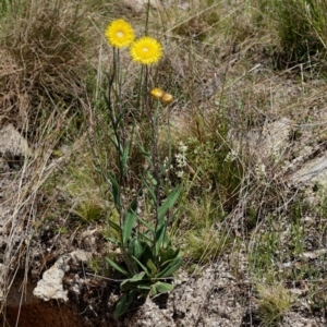 Podolepis jaceoides at Tennent, ACT - 15 Dec 2021