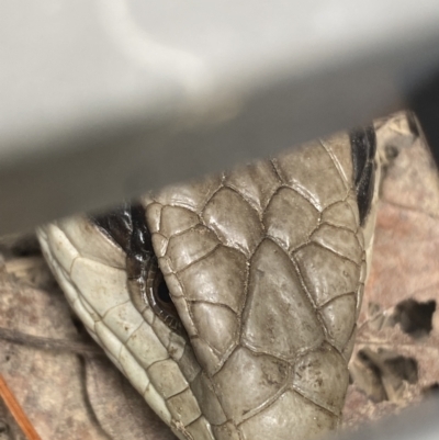 Tiliqua scincoides scincoides (Eastern Blue-tongue) at Numeralla, NSW - 22 Dec 2021 by SteveBorkowskis