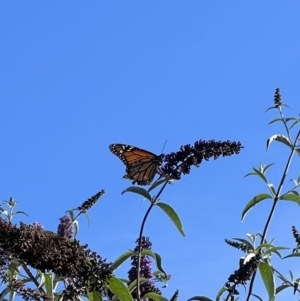 Danaus plexippus at Murrumbateman, NSW - 22 Dec 2021