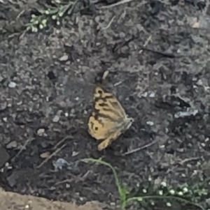 Heteronympha merope at Belconnen, ACT - 22 Dec 2021 05:57 PM