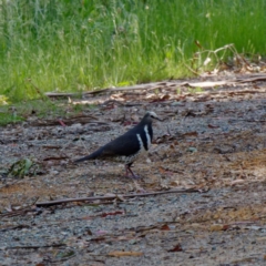 Leucosarcia melanoleuca (Wonga Pigeon) at Cotter River, ACT - 21 Dec 2021 by DPRees125