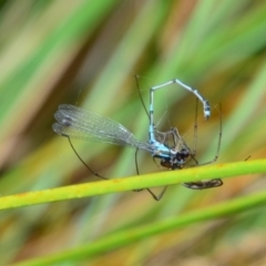 Austrolestes leda (Wandering Ringtail) at Greenleigh, NSW - 17 Dec 2021 by LyndalT