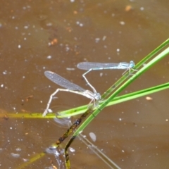 Austrolestes leda at Greenleigh, NSW - 18 Dec 2021