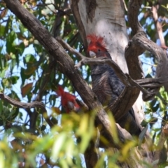 Callocephalon fimbriatum (Gang-gang Cockatoo) at Greenleigh, NSW - 14 Dec 2021 by LyndalT