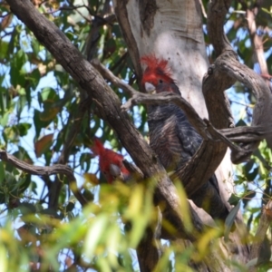 Callocephalon fimbriatum at Greenleigh, NSW - 15 Dec 2021