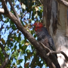 Callocephalon fimbriatum at Greenleigh, NSW - 15 Dec 2021