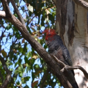 Callocephalon fimbriatum at Greenleigh, NSW - 15 Dec 2021