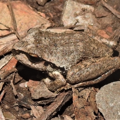 Litoria lesueuri (Lesueur's Tree-frog) at Namadgi National Park - 22 Dec 2021 by JohnBundock