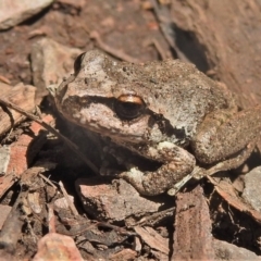 Litoria lesueuri at Cotter River, ACT - 22 Dec 2021 11:06 AM