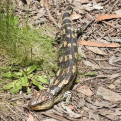 Tiliqua nigrolutea (Blotched Blue-tongue) at Namadgi National Park - 22 Dec 2021 by JohnBundock