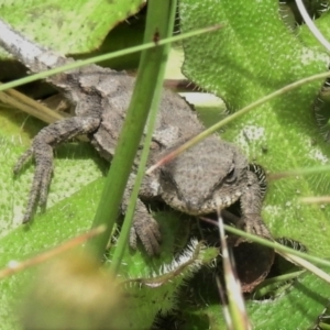 Rankinia diemensis at Cotter River, ACT - 22 Dec 2021 01:35 PM