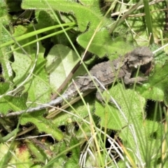 Rankinia diemensis at Cotter River, ACT - 22 Dec 2021